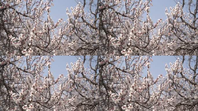 春季桃花盛开粉白花瓣十分漂亮