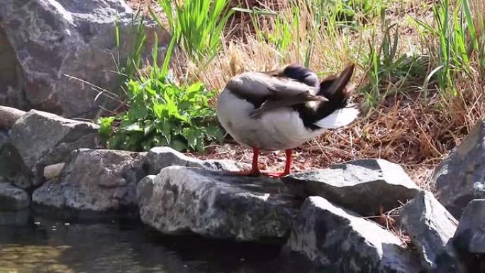特写镜头，一只鸭子在4k湖附近的石头上行走