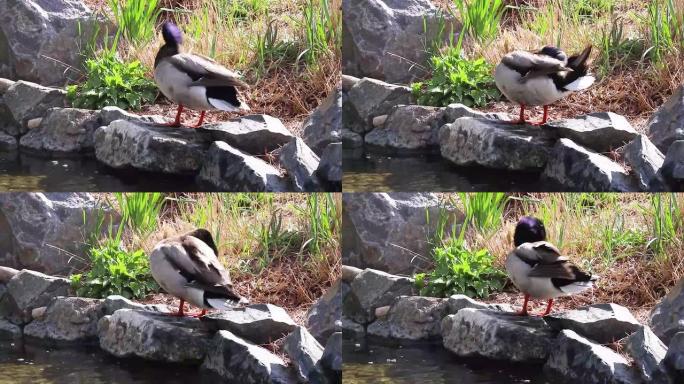 特写镜头，一只鸭子在4k湖附近的石头上行走