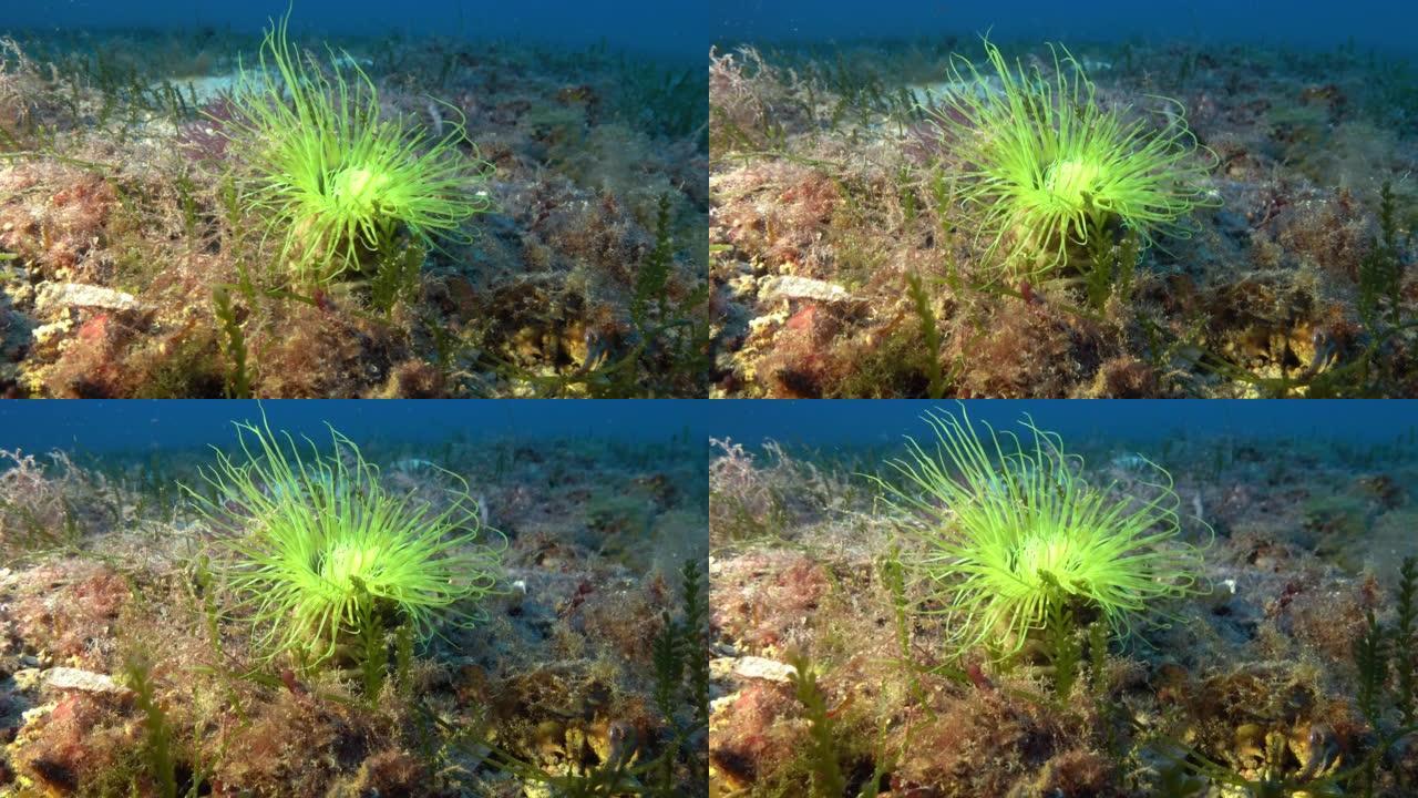 深水下生命-磷光螺旋图48米深度