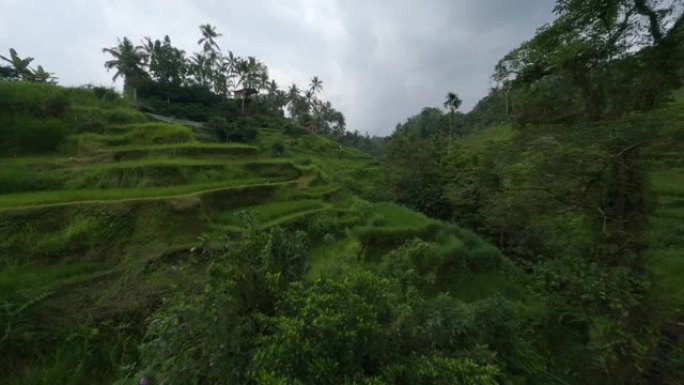 亚洲旅游乡村热带台阶稻田棕榈树自然景观鸟瞰图