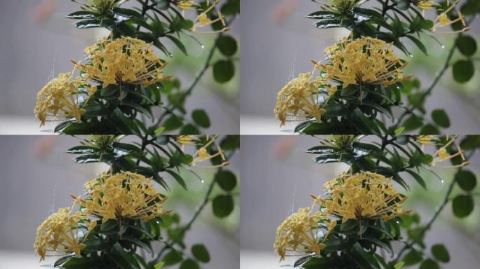 大雨背景下黄色阿育王 (Saraca asoca) 花朵的特写