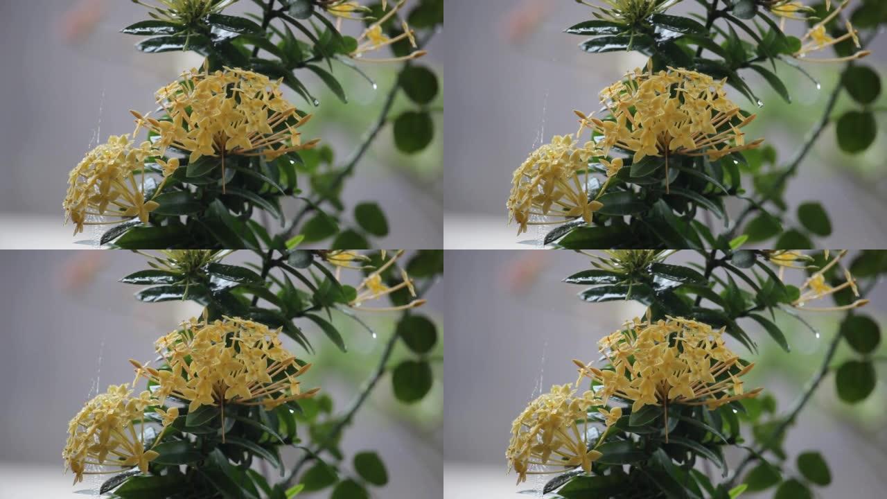 大雨背景下黄色阿育王 (Saraca asoca) 花朵的特写