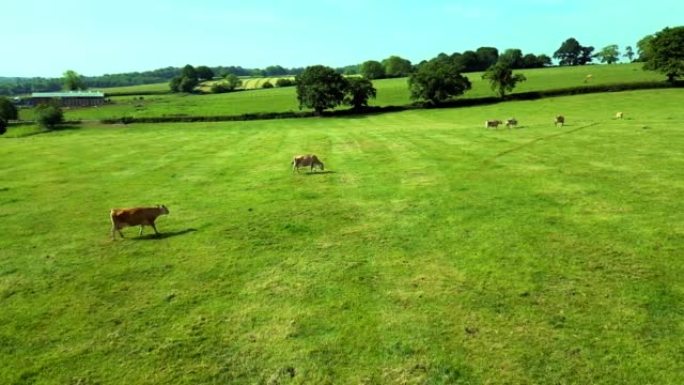 蓝天下树木在绿色田野中放牧的奶牛的鸟瞰图