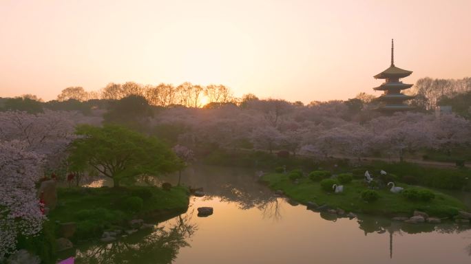 武汉东湖磨山樱花园春季风光