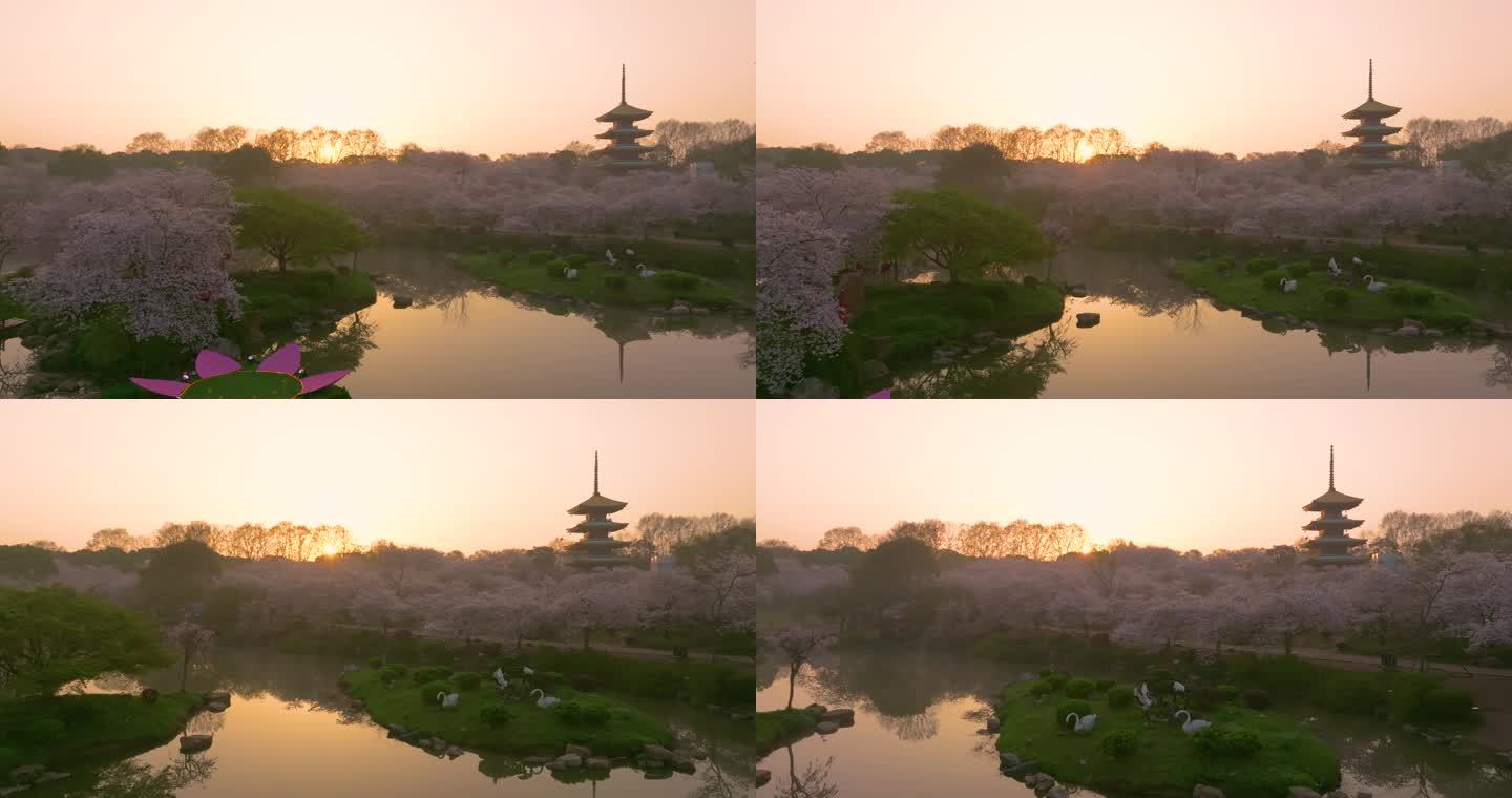 武汉东湖磨山樱花园春季风光