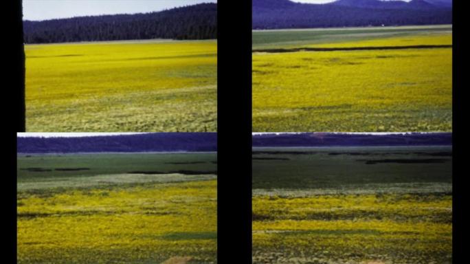 美国1977，亚利桑那州农作物田