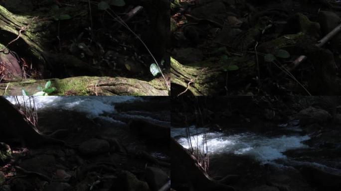 雨林中流动的溪流水