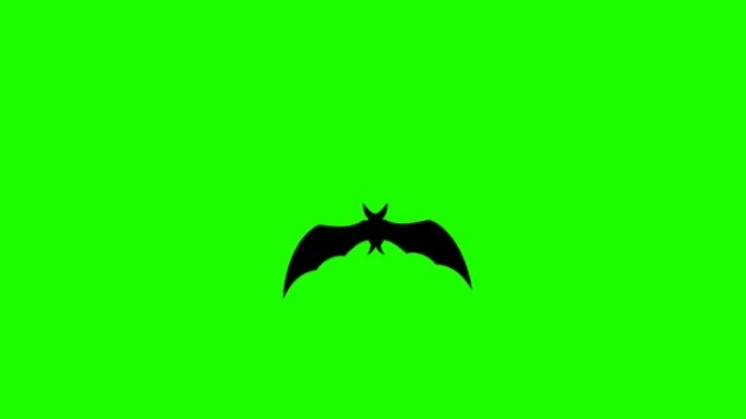 可循环的蝙蝠正在飞行