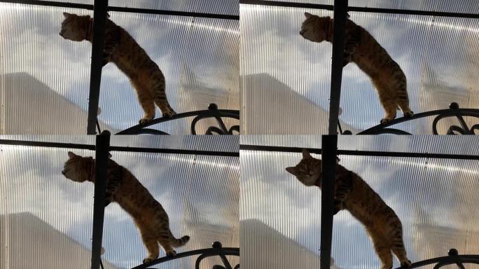 玻璃屋顶上漂亮的猫。