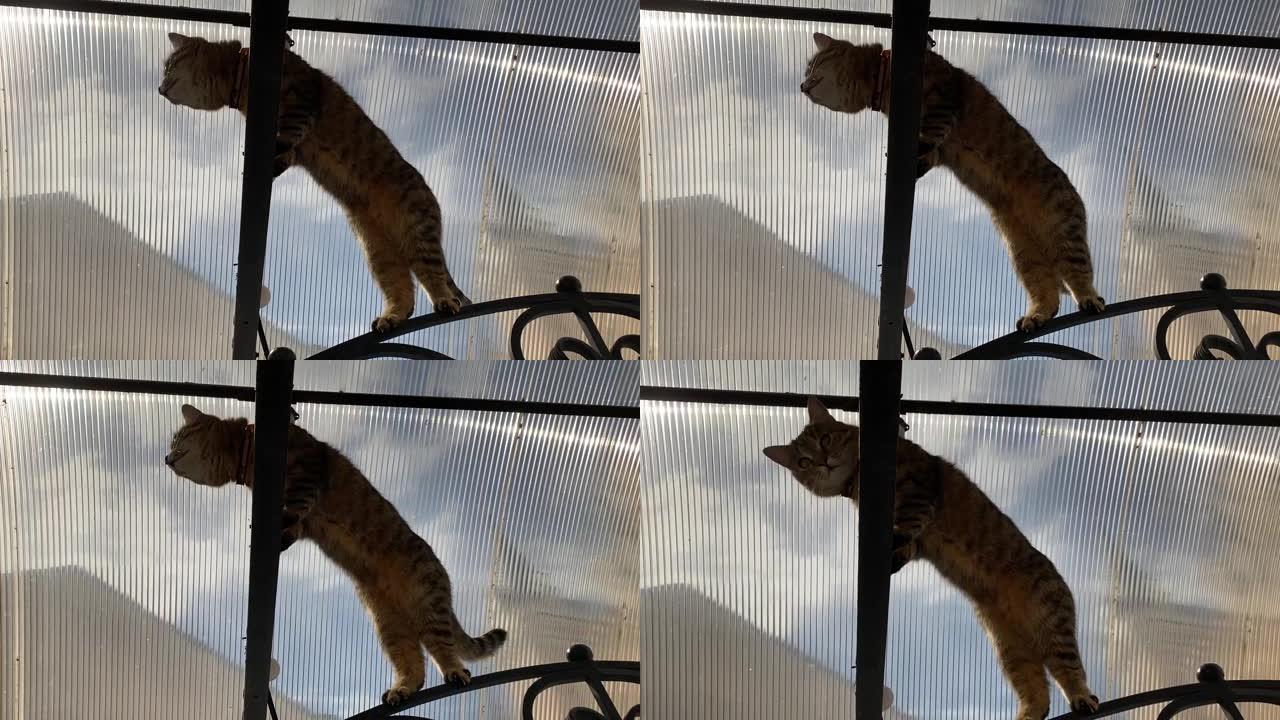 玻璃屋顶上漂亮的猫。