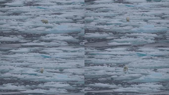 北极熊北极熊觅食野生动物世界
