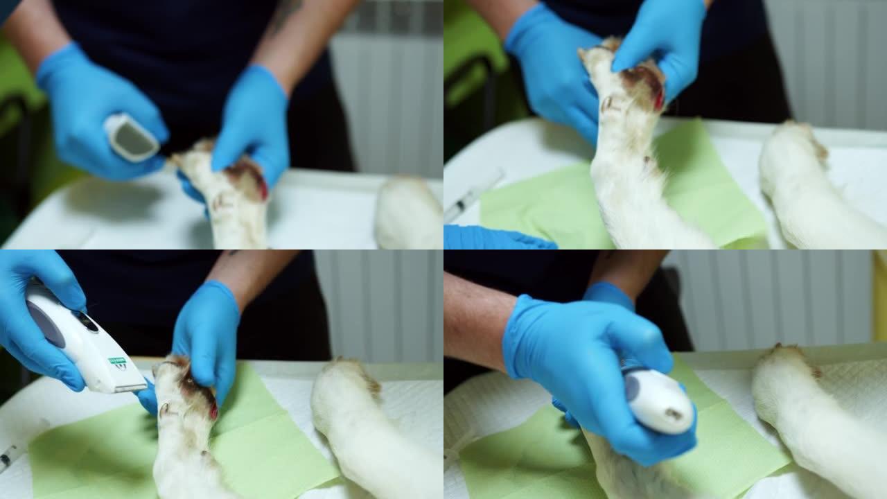 兽医在诊所的手术台上擦拭狗受伤的狗的爪子。手术前，她用剪刀割伤了一只白狗的腿。特写