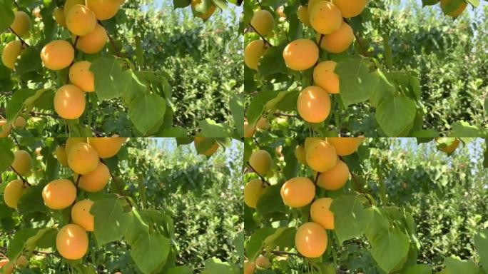 杏树上的杏子夏季水果树枝上的成熟杏子