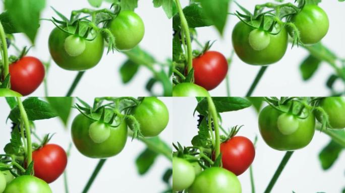 一步一步地从种子中种植西红柿。步骤13-未成熟的绿色和成熟的红色西红柿