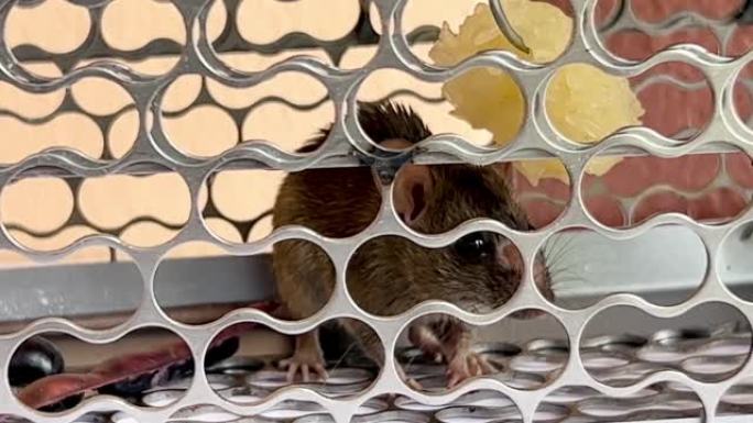 笼子里的老鼠，瘟疫