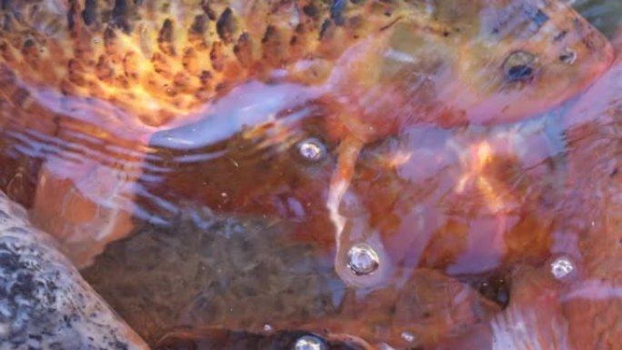 金鱼和普通鱼在湖水中游泳的俯视图特写视频