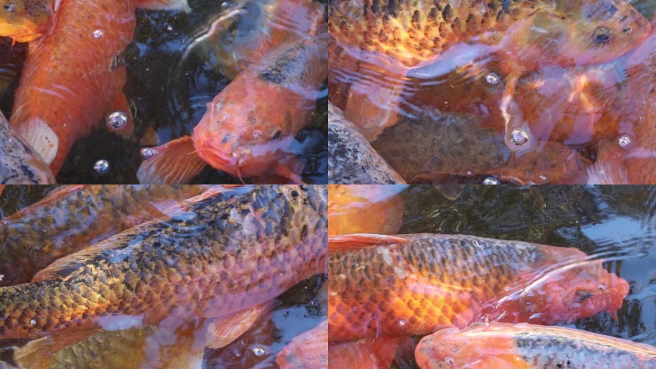金鱼和普通鱼在湖水中游泳的俯视图特写视频