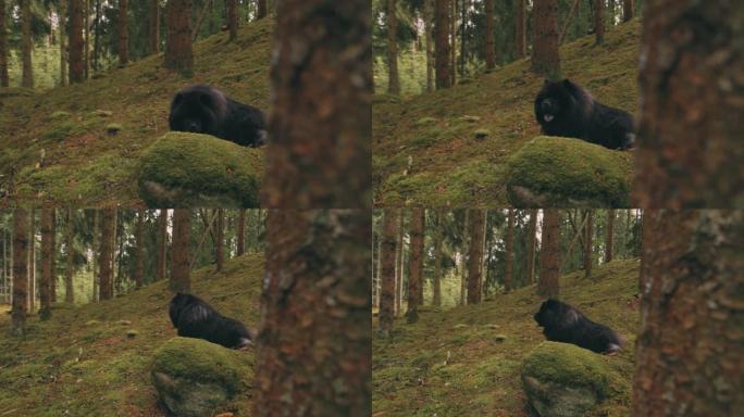 常绿森林中可爱的巨型藏獒狗