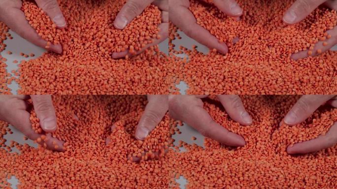 慢动作农民手中的红扁豆。微距拍摄扁豆纹理图案背景。素食健康有机食品饮食。生有机红扁豆颗粒慢动作。素食