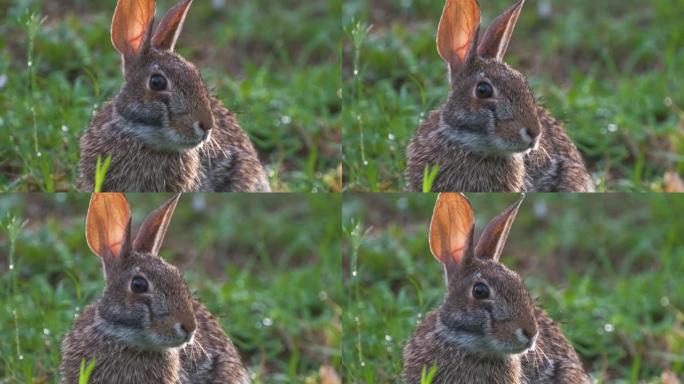 灰色小野兔在夏季田野上吃草。大自然中的野兔