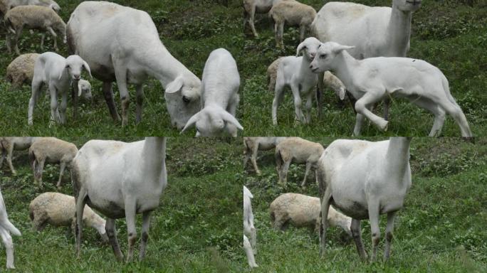 绵羊和他们的幼崽