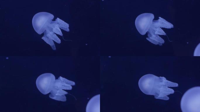 慢动作4k分辨率美丽的水母在公共水族馆的彩色霓虹灯中。