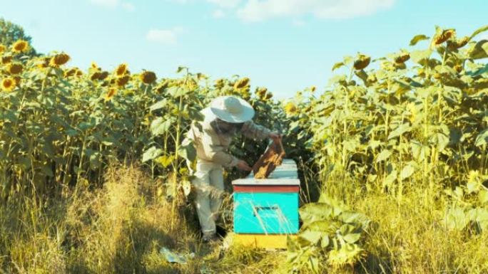 从远处拍摄慢速运动养蜂人穿着防护服站在充满向日葵的田野蜂巢乡村apriculture概念