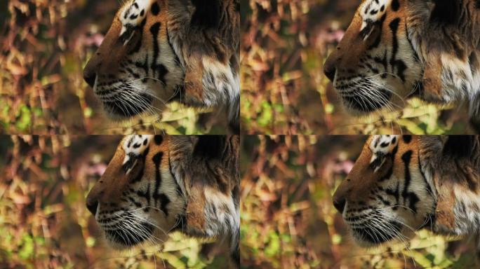 慢动作老虎在其自然栖息地中凝视着远方