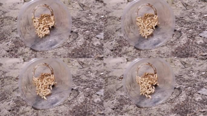 一群白色蠕虫的幼虫在阳光下的塑料杯中爬行