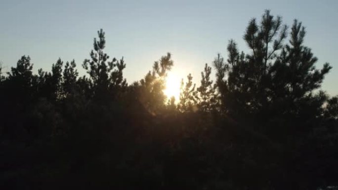 日落森林。太阳的光线穿过树枝。鸟瞰图