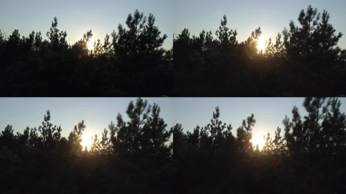 日落森林。太阳的光线穿过树枝。鸟瞰图
