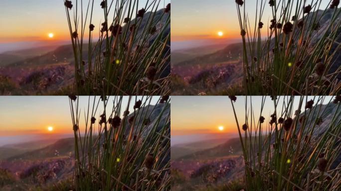 日落时约克郡风景中的一种开花石南植物