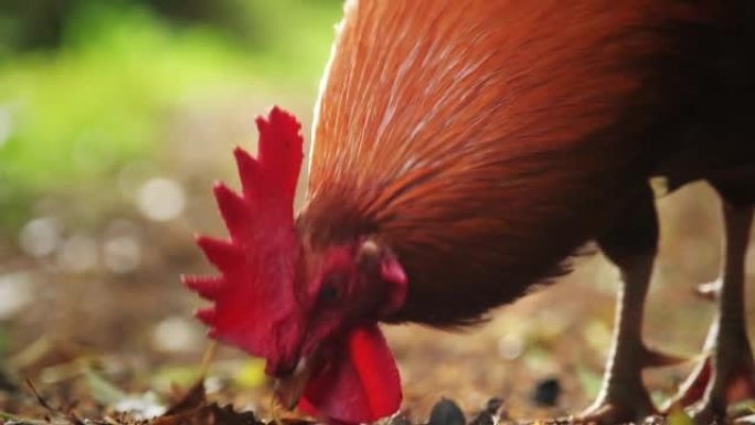 野林中的公鸡试图在葡萄牙亚速尔群岛的Ilha de Sao Miguel寻找食物