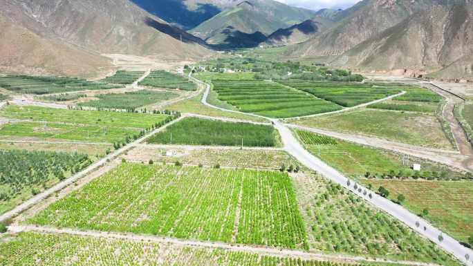 栽树 防风治沙荒山植被修复 防护林