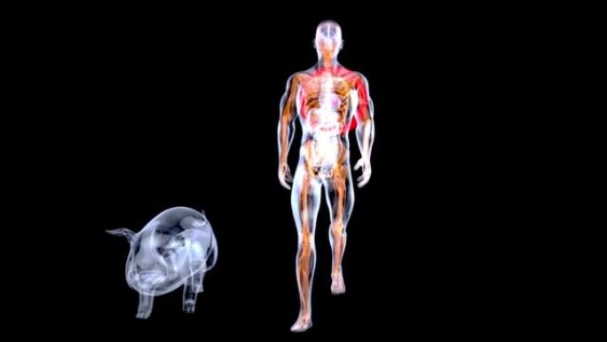 猪心脏移植的抽象3D动画