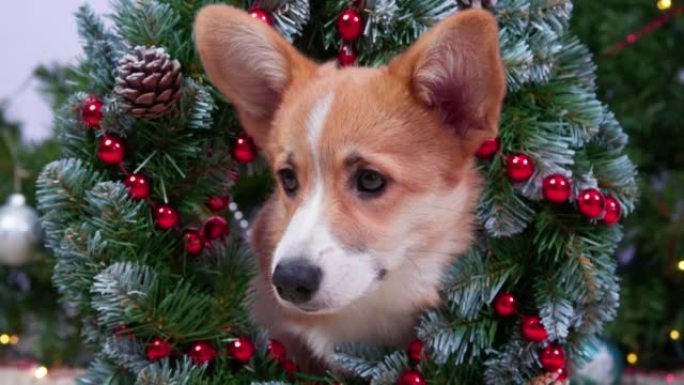 狗柯基小狗圣诞花环花环脖子笨拙的撞倒树懦弱的