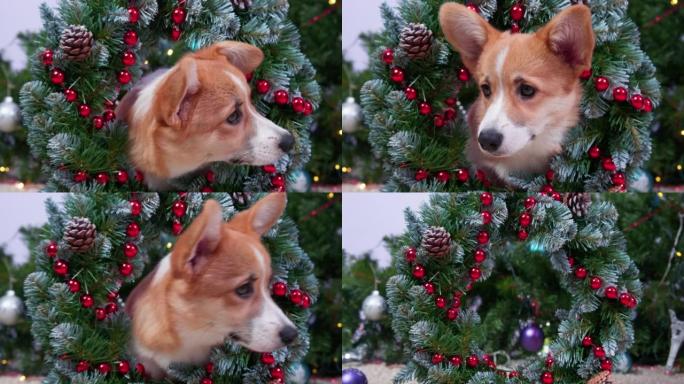 狗柯基小狗圣诞花环花环脖子笨拙的撞倒树懦弱的