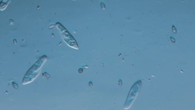 微生物-草履虫草履虫显微镜下的生物纤维生