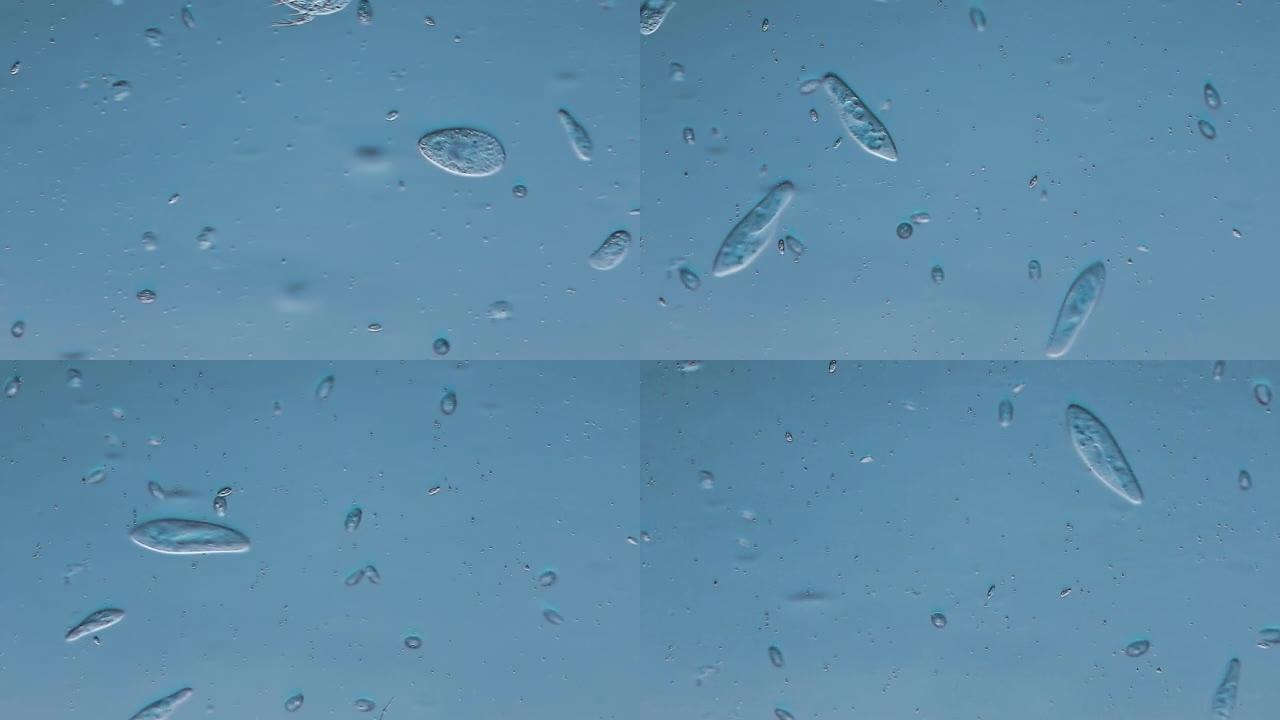微生物-草履虫草履虫显微镜下的生物纤维生