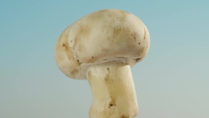 champignon蘑菇在蓝天背景下旋转，特写。