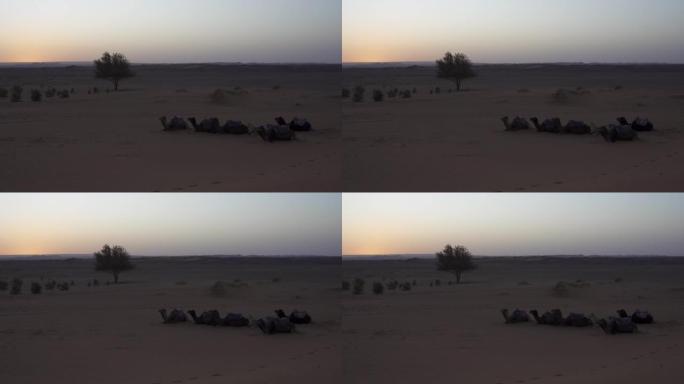 一群骆驼在撒哈拉沙漠的沙滩上休息。摩洛哥梅尔佐加。