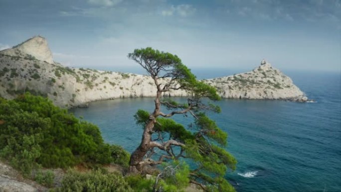 一棵孤独的老树生长在悬崖的边缘，它的根紧紧地紧贴着悬崖上的岩石悬崖。背景是海角和泻湖。无人机航拍。无