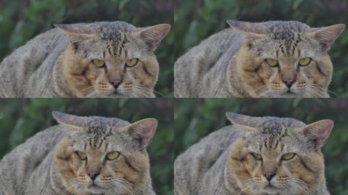 猫停在墙上。