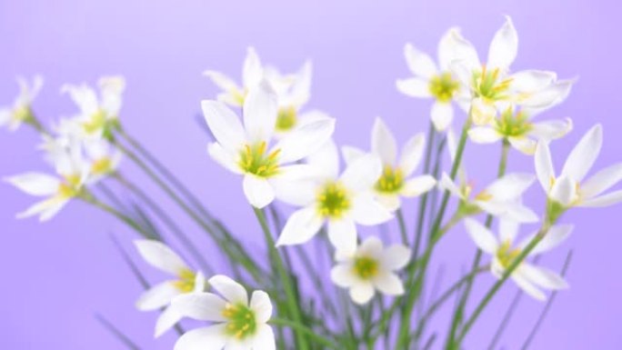 开花的Zephyranthes candida的白色芽，花瓣细腻，雄蕊黄色。丁香背景。