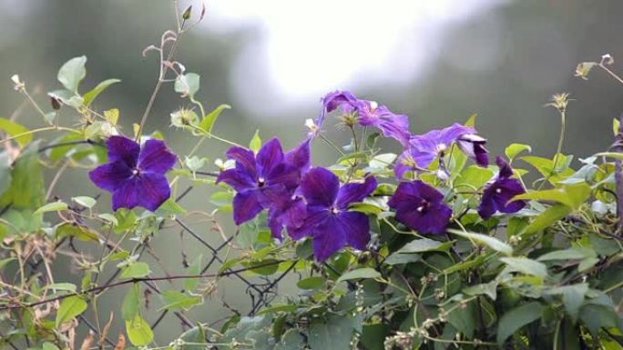 紫色，淡紫色，淡淡的淡紫色亮点。花园里的铁线莲Jackmanii花