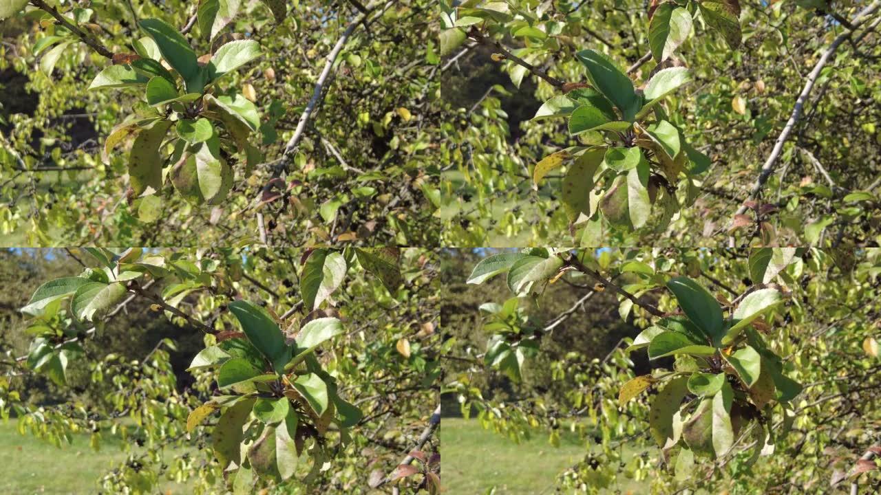 在10月中拍摄的灌木丛上的黑色浆果