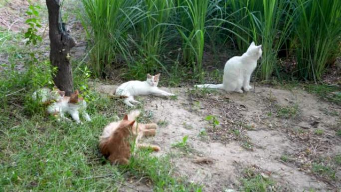 一群猫在户外开会