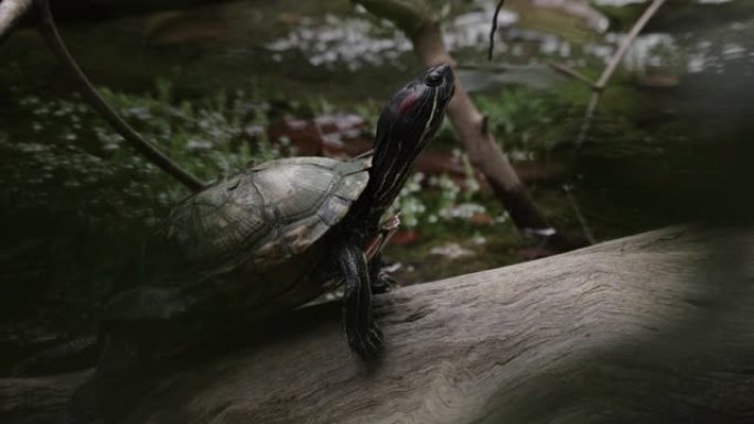 池塘龟，新加坡植物园