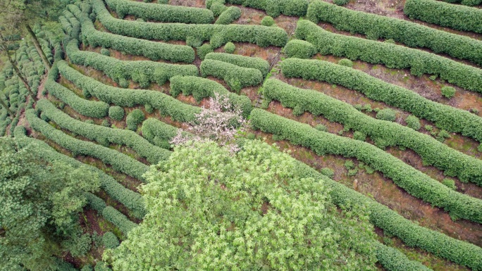 茶园 樱花 龙井茶园